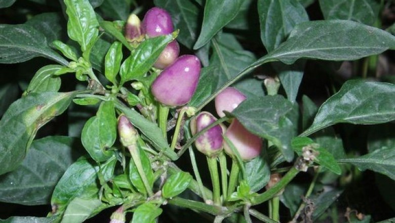 Cây Ớt tím. Capsisum frutescens L. var. conoides - Cây Thuốc Nam Quanh Ta